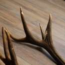 Red deer antlers, 1 pair of red deer antlers, weight 3.3 kg, length 70–75 cm