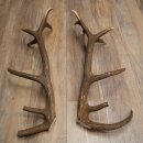 Red deer antlers, 1 pair of red deer antlers, weight 3.3 kg, length 70–75 cm