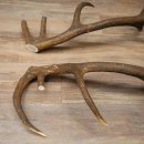 Red deer antlers, 1 pair of red deer antlers, weight 3.3 kg, length 70–75 cm