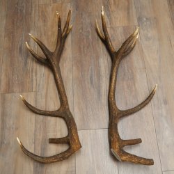 Red deer antlers, 1 pair of red deer antlers, weight 3.3 kg, length 70–75 cm
