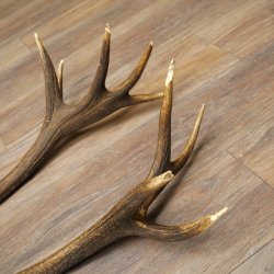 Red deer antlers, 1 pair of red deer antlers, weight 3.3 kg, length 70–75 cm