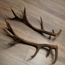 Red deer antlers, 1 pair of red deer antlers, weight 3.3 kg, length 70–75 cm