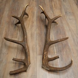 Red deer antlers, 1 pair of red deer antlers, weight 3.3 kg, length 70–75 cm