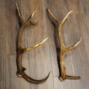 Red deer antlers, 1 pair of red deer antlers, weight 2.45...
