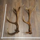 Red deer antlers, 1 pair of red deer antlers, weight 2.45...