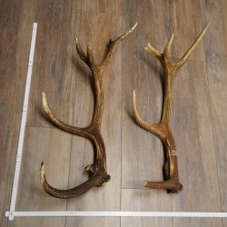 Corna di cervo rosso 1 paio di corna di cervo rosso Peso 2,45 kg Lunghezza 66 - 70 cm