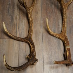 Corna di cervo rosso 1 paio di corna di cervo rosso Peso 2,45 kg Lunghezza 66 - 70 cm