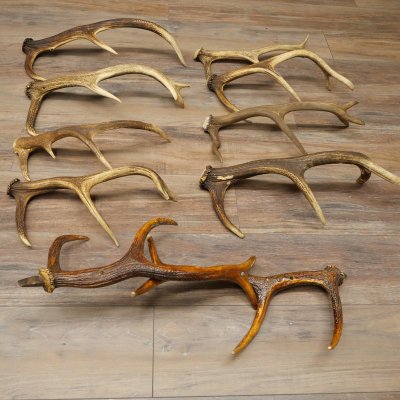Cervo rosso 10 corna Corna di cervo rosso Corna cadute Peso 5,3 kg per hobbisti