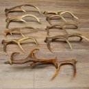 Red Deer 10 Antlers Red Deer Antlers Shed Antlers Weight...
