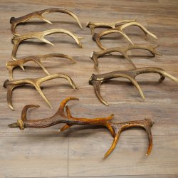 Cervo rosso 10 corna Corna di cervo rosso Corna cadute Peso 5,3 kg per hobbisti