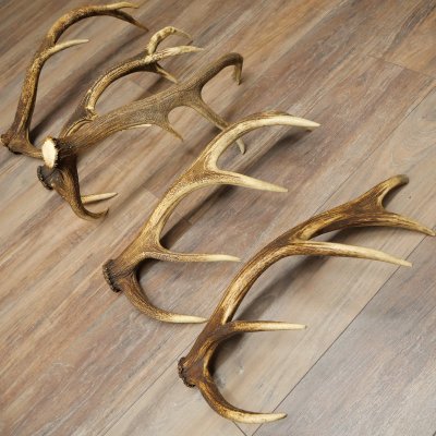 Red Deer 5-Piece Set of Red Deer Antlers (Shed Antlers) Weight: 4.7 kg For Hobbyists