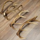 Red Deer 5-Piece Set of Red Deer Antlers (Shed Antlers)...