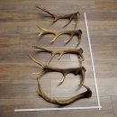 Red Deer 5-Piece Set of Red Deer Antlers (Shed Antlers)...
