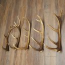 Red Deer 5-Piece Set of Red Deer Antlers (Shed Antlers) Weight: 4.7 kg For Hobbyists