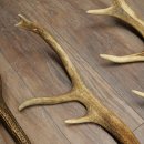 Red Deer 5-Piece Set of Red Deer Antlers (Shed Antlers) Weight: 4.7 kg For Hobbyists