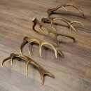 Red Deer 5-Piece Set of Red Deer Antlers (Shed Antlers) Weight: 4.7 kg For Hobbyists