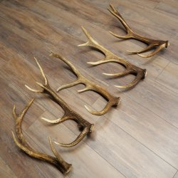 Red Deer 5-Piece Set of Red Deer Antlers (Shed Antlers) Weight: 4.7 kg For Hobbyists