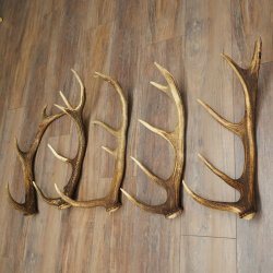 Red Deer 5-Piece Set of Red Deer Antlers (Shed Antlers) Weight: 4.7 kg For Hobbyists