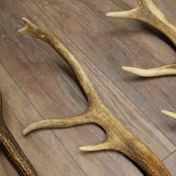 Red Deer 5-Piece Set of Red Deer Antlers (Shed Antlers) Weight: 4.7 kg For Hobbyists