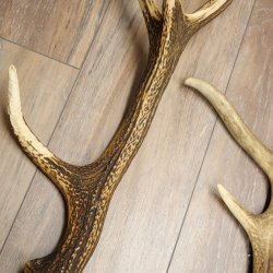 Red Deer 5-Piece Set of Red Deer Antlers (Shed Antlers) Weight: 4.7 kg For Hobbyists