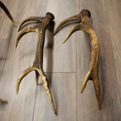 Red Deer 5-Piece Set of Red Deer Antlers (Shed Antlers) Weight: 4.7 kg For Hobbyists