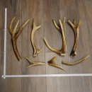 Red deer 7 pieces / sections of antlers Red deer antlers...