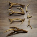 Red deer 7 pieces / sections of antlers Red deer antlers Weight 1.4 kg for hobbyists