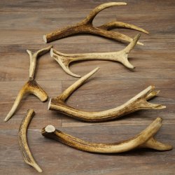 Red deer 7 pieces / sections of antlers Red deer antlers Weight 1.4 kg for hobbyists