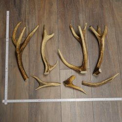 Red deer 7 pieces / sections of antlers Red deer antlers Weight 1.4 kg for hobbyists