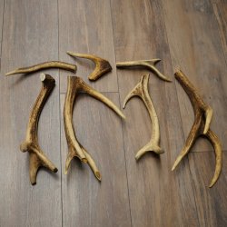 Red deer 7 pieces / sections of antlers Red deer antlers Weight 1.4 kg for hobbyists