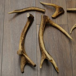 Red deer 7 pieces / sections of antlers Red deer antlers Weight 1.4 kg for hobbyists