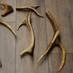 Red deer 7 pieces / sections of antlers Red deer antlers Weight 1.4 kg for hobbyists