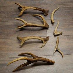 Red deer 7 pieces / sections of antlers Red deer antlers Weight 1.4 kg for hobbyists