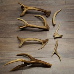 Red deer 7 pieces / sections of antlers Red deer antlers Weight 1.4 kg for hobbyists