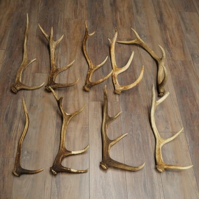 Cervo rosso 9 pezzi - Corna di cervo rosso - Corna cadute - Peso 5,45 kg - Per hobbisti