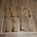 Red Deer 9-Piece Set of Red Deer Antlers (Shed Antlers)...