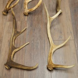 Cervo rosso 9 pezzi - Corna di cervo rosso - Corna cadute - Peso 5,45 kg - Per hobbisti