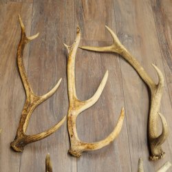 Cervo rosso 9 pezzi - Corna di cervo rosso - Corna cadute - Peso 5,45 kg - Per hobbisti