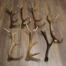 Red Deer 7-Piece Set of Red Deer Antlers (Shed Antlers)...