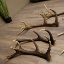 Red Deer 7-Piece Set of Red Deer Antlers (Shed Antlers) Weight: 8.85 kg For Hobbyists