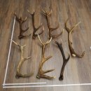 Red Deer 7-Piece Set of Red Deer Antlers (Shed Antlers)...