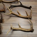 Red Deer 7-Piece Set of Red Deer Antlers (Shed Antlers) Weight: 8.85 kg For Hobbyists