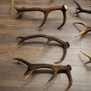 Red Deer 7-Piece Set of Red Deer Antlers (Shed Antlers) Weight: 8.85 kg For Hobbyists