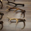 Red Deer 7-Piece Set of Red Deer Antlers (Shed Antlers) Weight: 8.85 kg For Hobbyists