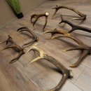 Red Deer 7-Piece Set of Red Deer Antlers (Shed Antlers) Weight: 8.85 kg For Hobbyists