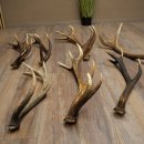 Red Deer 7-Piece Set of Red Deer Antlers (Shed Antlers) Weight: 8.85 kg For Hobbyists