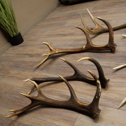 Red Deer 7-Piece Set of Red Deer Antlers (Shed Antlers) Weight: 8.85 kg For Hobbyists