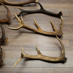 Red Deer 7-Piece Set of Red Deer Antlers (Shed Antlers) Weight: 8.85 kg For Hobbyists