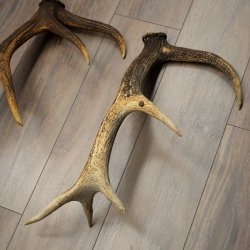 Red Deer 7-Piece Set of Red Deer Antlers (Shed Antlers) Weight: 8.85 kg For Hobbyists