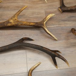 Red Deer 7-Piece Set of Red Deer Antlers (Shed Antlers) Weight: 8.85 kg For Hobbyists